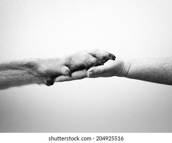 Human Hand And Rottweiler Dog Paw