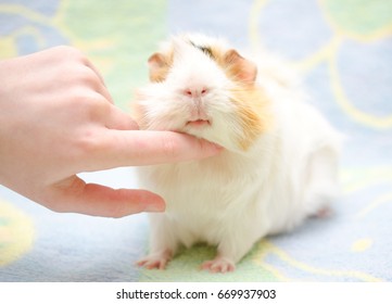 Human hand scratching a cute guinea pig under its chin (on a bright background)