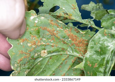 Human hand showing aphid infestation under a leaf in a garden - Powered by Shutterstock