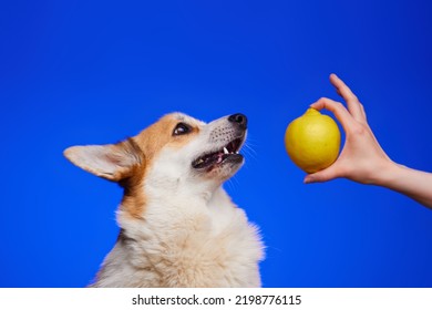 A Human Hand Shows The Dog A Sour Lemon. Dog And Lemon, Isolated On Blue Background. Funny Dog Face. World Vegetarian Day. Concept Of A Veterinary Clinic. Commercial.