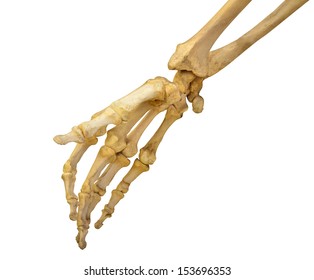 Human Hand Skeleton Isolated On White Background