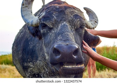 Human hand stroke water buffalo's (Bubalus bubalis) head. Close up water buffalo muzzle
