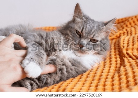 A human hand strokes the belly of a domestic cat. The cat looks unhappily at the camera. The concept of pet disease or behavior disorder. Сlose-up