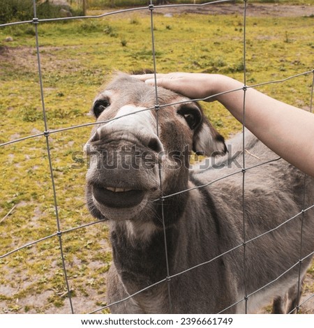 A human hand touches an animal. Donkey on the farm