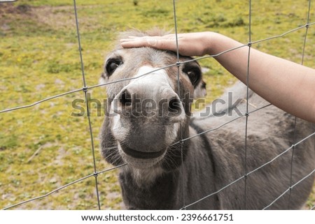 A human hand touches an animal. Donkey on the farm