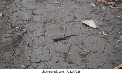 the human hand touches the muzzle of a small lizard,and then she runs away.