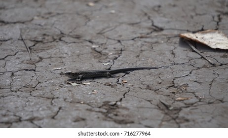 the human hand touches the muzzle of a small lizard,and then she runs away.