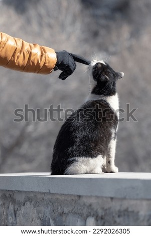 Human hand touches street black and white cat sitting on the top of a metal fence against a blurry background in sunlight