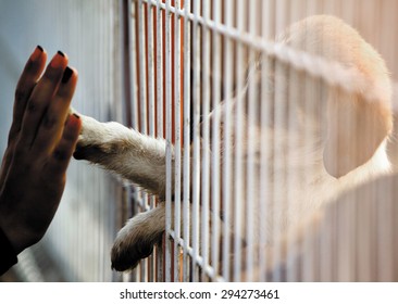 Human hand is touching a cute little doggie paw through a fence of a adoption centre. - Shutterstock ID 294273461