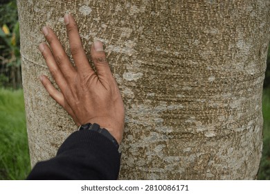 Human hand touching large tree trunk, scale comparison of giant tree