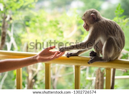 Human hand touching little monkey's paw at Temple in Saraburi, Thailand. Human shake hand with animal. Connection and protection rescue concept. Giving trust, love, care & friendship. Wildlife - Image