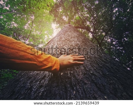 Human hand touching tree in rainforest,love nature concept