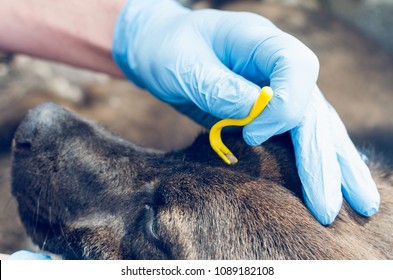 Human hands in blue gloves remove the tick with the hook of the dog.