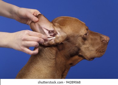 Human Hands Cleaning The Dog Ear