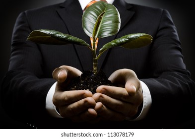 human hands  close  with  scion  rubber plant, business concept - Shutterstock ID 113078179
