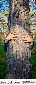 Human hands embracing a tree trunk in a forest setting, sunlight filtering through the branches, showcasing the texture of the bark and surrounding greenery