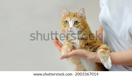 Human hands holding a cat. Tender love and friendship between human and animal. Banner, copy space