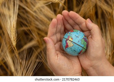 Human hands holding earth globe on top of a golden barley field. Top view. Selective focus. Spiritual earthly end time harvest, Christian biblical concept.