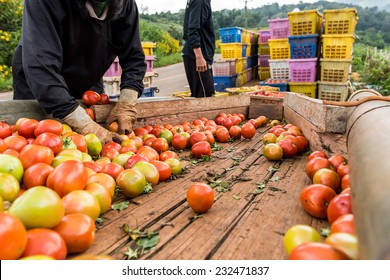 Human hands holding fresh ripe tomatoes.