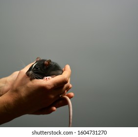 Human hands are holding a gray mouse in their hands, gray background is a place for text ....