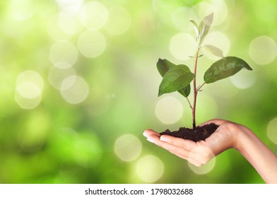 Human hands holding a green growing plant - Shutterstock ID 1798032688