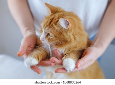 Human Hands Holding A Paws Of Cat. Tender Love And Friendship Between Human And Animal. Selective Focus.