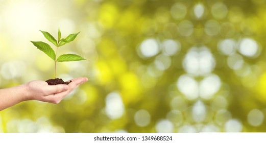 Human hands holding plants - Shutterstock ID 1349688524