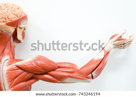 Human hands muscle for the education.