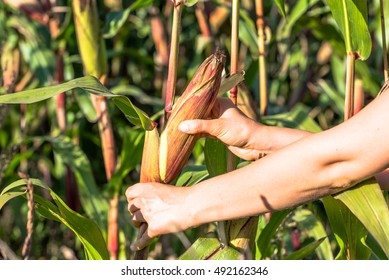 Human hands picking corn on field. Fall harvest, autumn seasonal worker of corn harvest