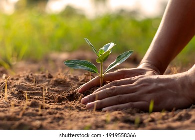 Human hands planting seedlings or trees in the soil Earth Day and global warming campaign. - Powered by Shutterstock