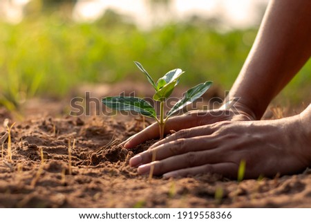 Human hands planting seedlings or trees in the soil Earth Day and global warming campaign.