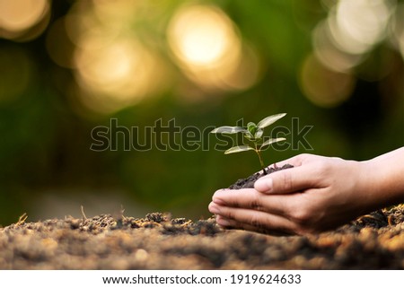 Human hands planting seedlings or trees in the soil Earth Day and global warming campaign.