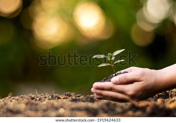 Human hands planting seedlings or trees\
in the soil Earth Day and global warming\
campaign.