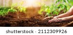 Human hands planting sprouts of tomatos in greenhouse. Concept of farming and planting.