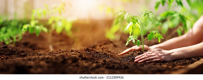 Human hands planting sprouts of tomatos in greenhouse. Concept of farming and planting. - Shutterstock ID 2112309926