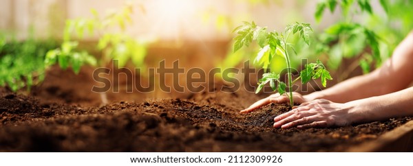 Human hands planting sprouts of tomatos in\
greenhouse. Concept of farming and\
planting.