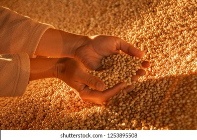 Human Hands With Soy Harvest.