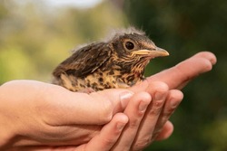 Human Hands Taking Care Of A Baby Bird That Fell From Its Nest. Thrush Bird.