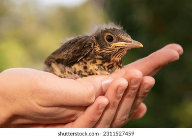 Human hands taking care of a baby bird that fell from its nest. Thrush bird. - Powered by Shutterstock