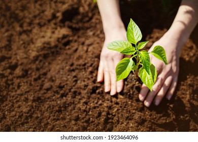 Human Hands Taking Care Of A Seedling In The Soil. New Sprout On Sunny Day In The Garden In Summer