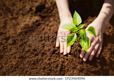 Human hands taking care of a seedling in the soil. New sprout on sunny day in the garden in summer