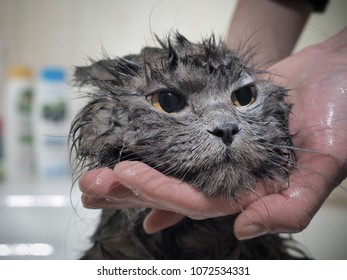 Human hands are washed cat. Funny wet muzzle of the animal - Shutterstock ID 1072534331
