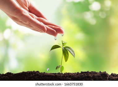 Human hands watering small green plants