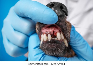 The Human Hands Wearing Blue Sterile Gloves, Holding Dachshund Head, Show To The Camera Dog Teeth Without One Front Tooth. Veterinarian In White Coat Checking Animal Dental Health.