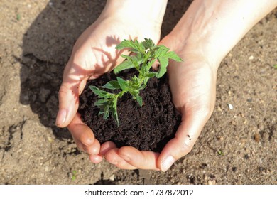 Hände einer jungen Frau, die grüne Kleinpflanzenpflanze hält. Neues Lebenskonzept.