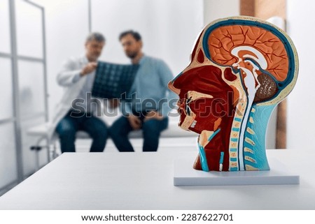 Human head anatomical model on doctor's table over background neurologist analyzing results of MRI scan of patient brain at medical clinic. Diseases of brain, nerves and nervous system