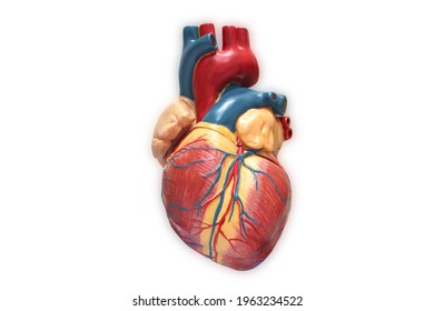 Human Heart Anatomy Model On White Background