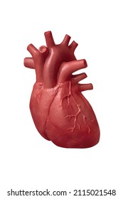 Human Heart Model Isolated On White Background Close Up. The Concept Of Cardiology, Health Care, Human Organ Transplant