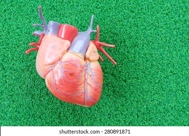 Human Heart Model On Green Grass Background