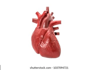 Human Heart Model On White Background